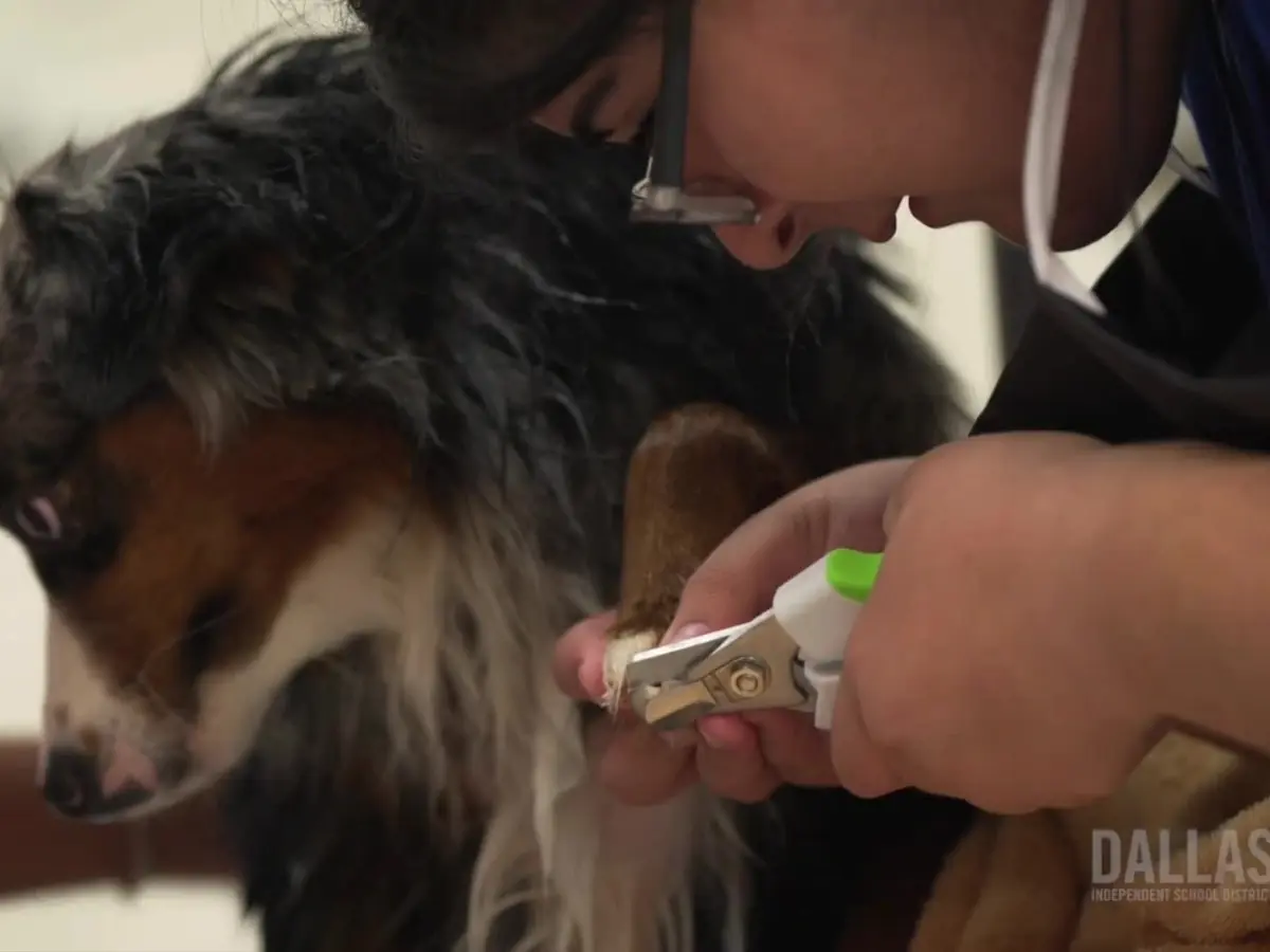 A student trims the fur of a small black, white, and brown dog with electric clippers.